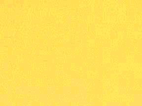 Rental store for LINEN, MAIZE POLY in Kingsport TN