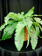 Rental store for PLANT, BOSTON FERN W POT in Kingsport TN